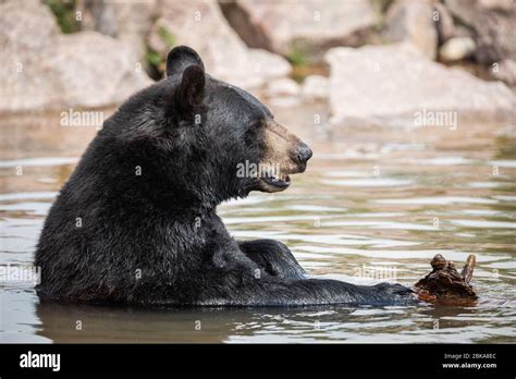 Black Bear In The Meadow Stock Photo Alamy