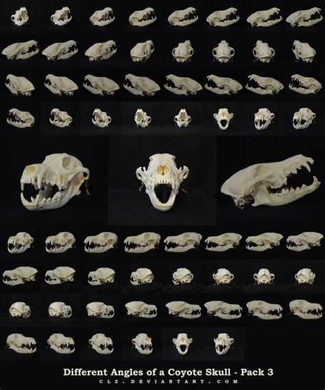 Different Angles Of A Coyote Skull Pack 3 By Xeiart On Deviantart