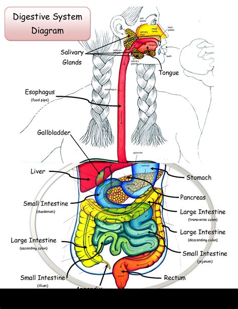 A Labeled Diagram Of The Digestive System