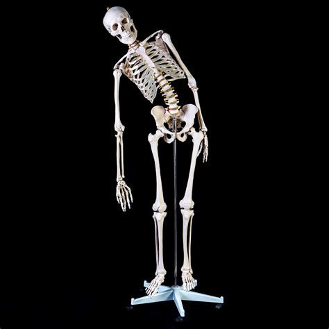 advanced 180cm tall life size human anatomical skeleton model skeleton models products