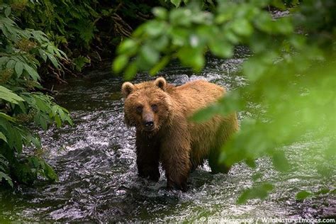A Brown Or Grizzly Bear In The Rainforest Of Chugach National Forest