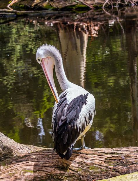 Large Waterfowl Australian Pelican Stock Photo Image Of Black Beauty