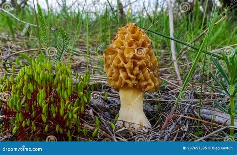 Fungus Yellow Morel Morchella Esculenta Commonly Known As Common