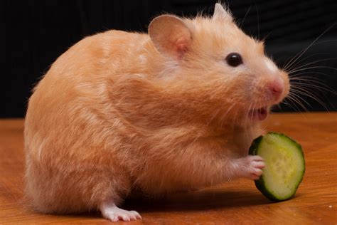 Om Nom Nom What Do Hamsters Actually Love To Eat