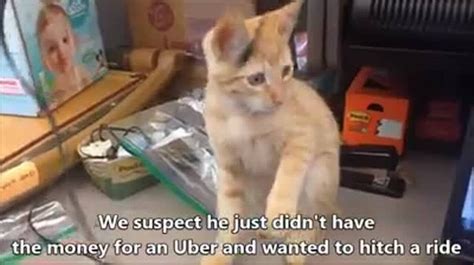 This Kitten Survived A 20 Mile Freeway Trip Stuck In A Vehicles Shocks The Sacramento Bee