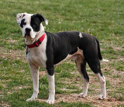 Bouledogue or bouledogue français) is a breed of domestic dog, bred to be companion dogs. 10 Things You Need to Know Before Purchasing an American ...