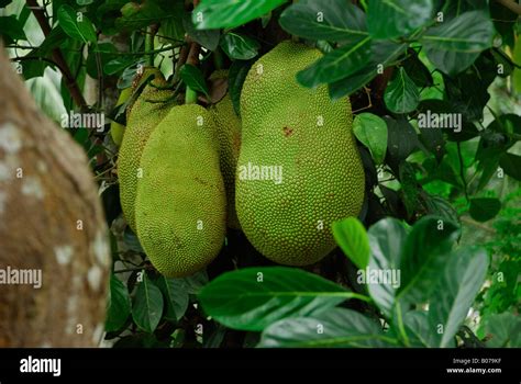 Artocarpus Integra Hi Res Stock Photography And Images Alamy