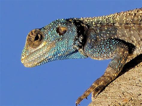 Blue Headed Agama Lizard Lizard Reptiles And Amphibians Amphibians