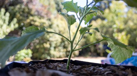 How To Prune Eggplants Properly For The Biggest Harvest Nextdoor Homestead