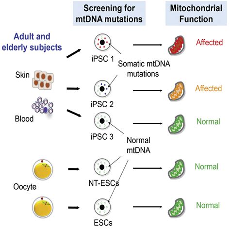 Age Related Accumulation Of Somatic Mitochondrial Dna Mutations In Adult Derived Human Ipscs