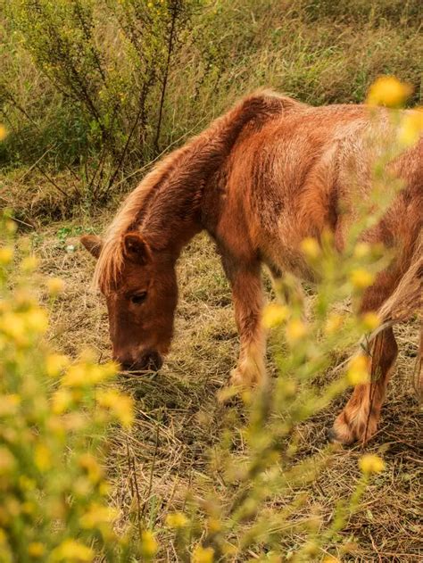 Shetland Pony Lifespan Facts And Figures Revealed Best Horse Rider