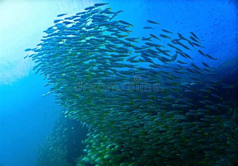 Beautiful Schools Of Fish In The Blue Sea Stock Image Image Of Magic