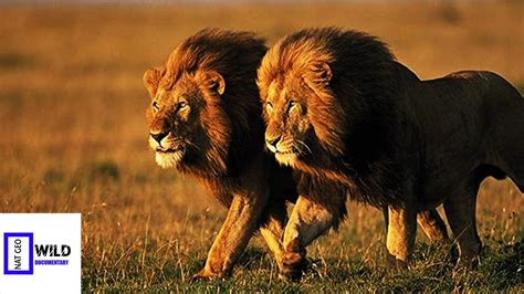 Nat Geo Wild Documentary African Lion Of The Night Discovery Channel