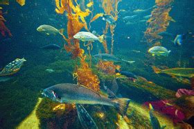 Kumpulan Animasi Bergerak Ikan - ANIMASI DAN GAMBAR BERGERAK