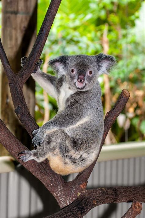 Koala Sitting On A Branch Stock Photo Image Of Living 46214142