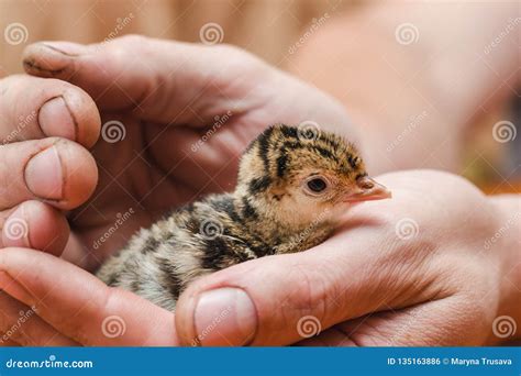 Newborn Turkey In The Rough Hands Of A Farmer Stock Photo Image Of