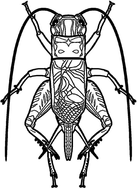 Cricket Insect Drawing At Getdrawings Free Download