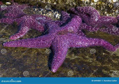 Purple Starfish Lying On Its Back Showing Tentacles Inside A Childs