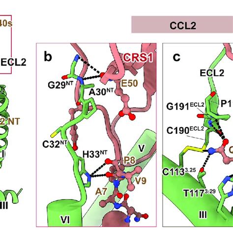 The Orthosteric Chemokine Binding Pocket Of Ccr2 A Side View Of Ccr2 Download Scientific