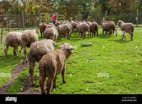 Led By Sheep Hi Res Stock Photography And Images Alamy