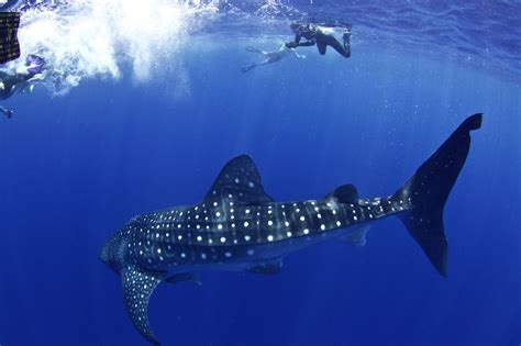 Exploring The Majestic Whale Shark In Central America Balisharks Com