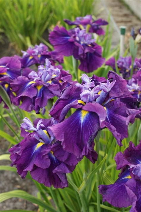 Quality customer service · premium wholesale flowers 25+ Most Beautiful Purple Flowers with Pictures » Jessica ...