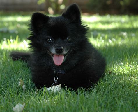 Pomeranian Dog Temperament Exercise And Grooming