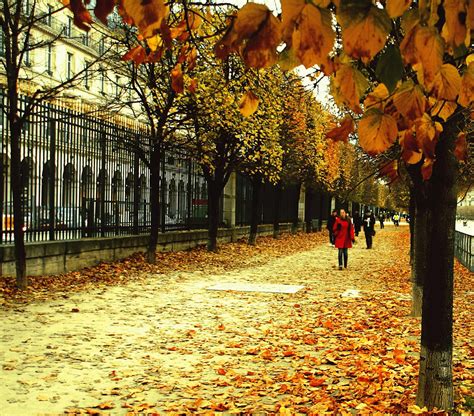 Autumn Street In Paris Hd Wallpaper Vicendi Consulting