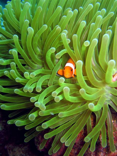 Little Nemo Small Clownfish Hiding In A Sea Anemone Affiliate