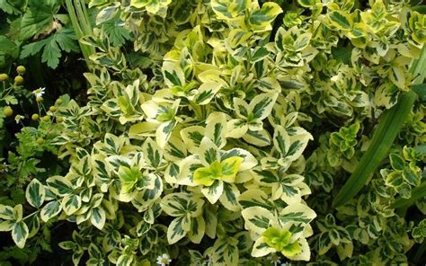10 Best Small Evergreen Shrubs Flowering And Foliage Shrubs For