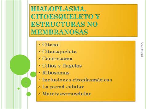 Ppt Hialoplasma Citoesqueleto Y Estructuras No Membranosas