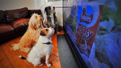 Dogs Watching Tv 🐶📺 Cute Dogs Watching Tv Part 1 Epic