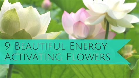 Flower Power Nine Flowers To Activate The Energy In Your Home Morris