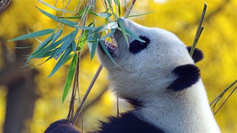 El Bambú Mucho Más Que La Comida De Los Osos Panda Noticieros Televisa