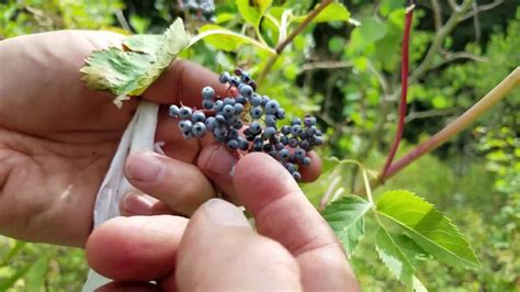 Elderberry Identification And Harvest 1 Youtube