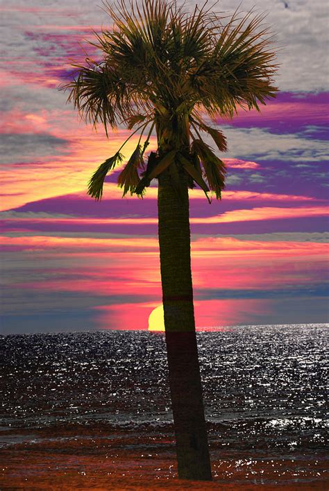 Palm Tree At Sunset Photograph By Michele Kaiser