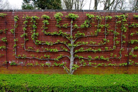 Espalier Pruning As An Art Form Missouri Environment And Garden