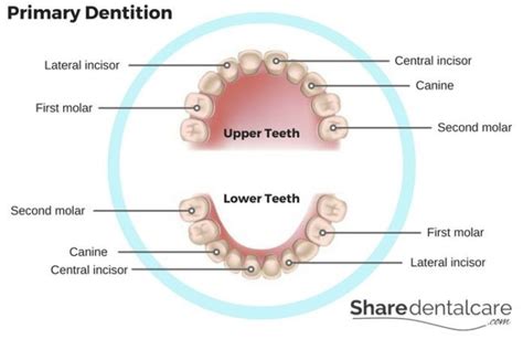 Tooth Anatomy The Structure Of Tooth And Surrounding Tissues Share