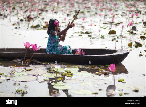 Red Water Lily In Bangladesh Hi Res Stock Photography And Images Alamy