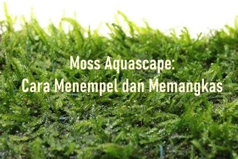 Cara Menempel Dan Memangkas Tanaman Moss Aquascape Aquair Indonesia