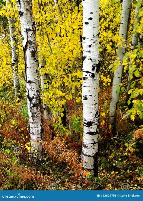 Fall Birch Trees With Autumn Leaves In Background Stock Photo Image