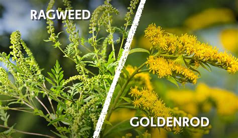 Everything You Need To Know About Ragweed Allergies This Fall
