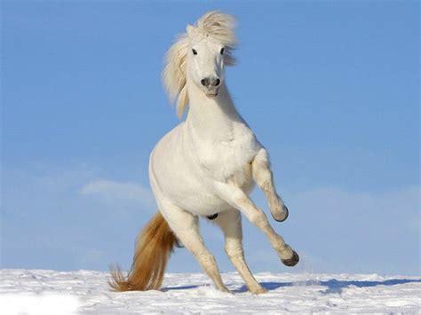 Horses White Horse Horses Wallpapers Pictures Hd For Hd 169 High