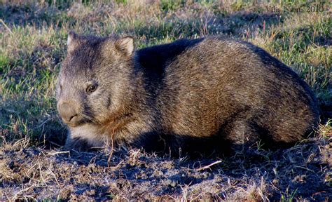 Australian Mammals Common Wombat The Seeker Magi Nams