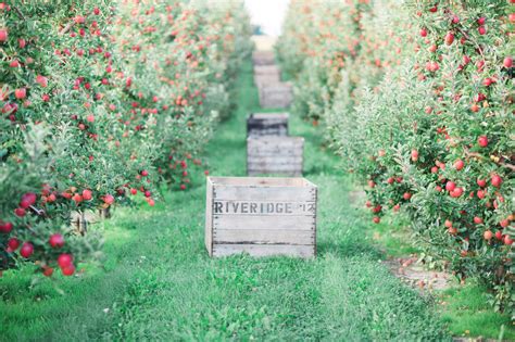 Riveridge Selling Half Of Michigans Fresh Apples Fruit Growers News