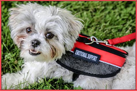 According to the american disability act (ada), service animals are defined as dogs that are individually trained to do work or perform tasks for people with disabilities. there is a special. Emotional Support Animals - More Than Just Pets | Suicide ...