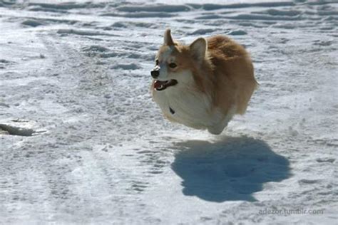 12 Reasons Why You Should Never Own Corgis