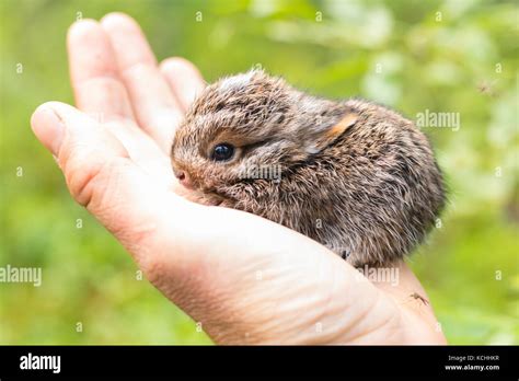 A Baby Snowshoe Hare Lepus Americanus In The Hand Stock Photo Alamy