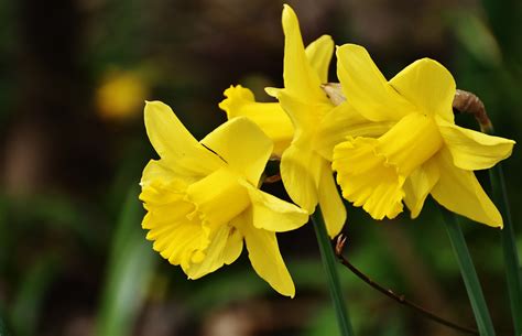 Free Images Nature Blossom Flower Petal Bloom Botany Yellow