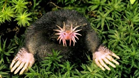 20 Of The Most Weird Looking Animals With Fun Facts
